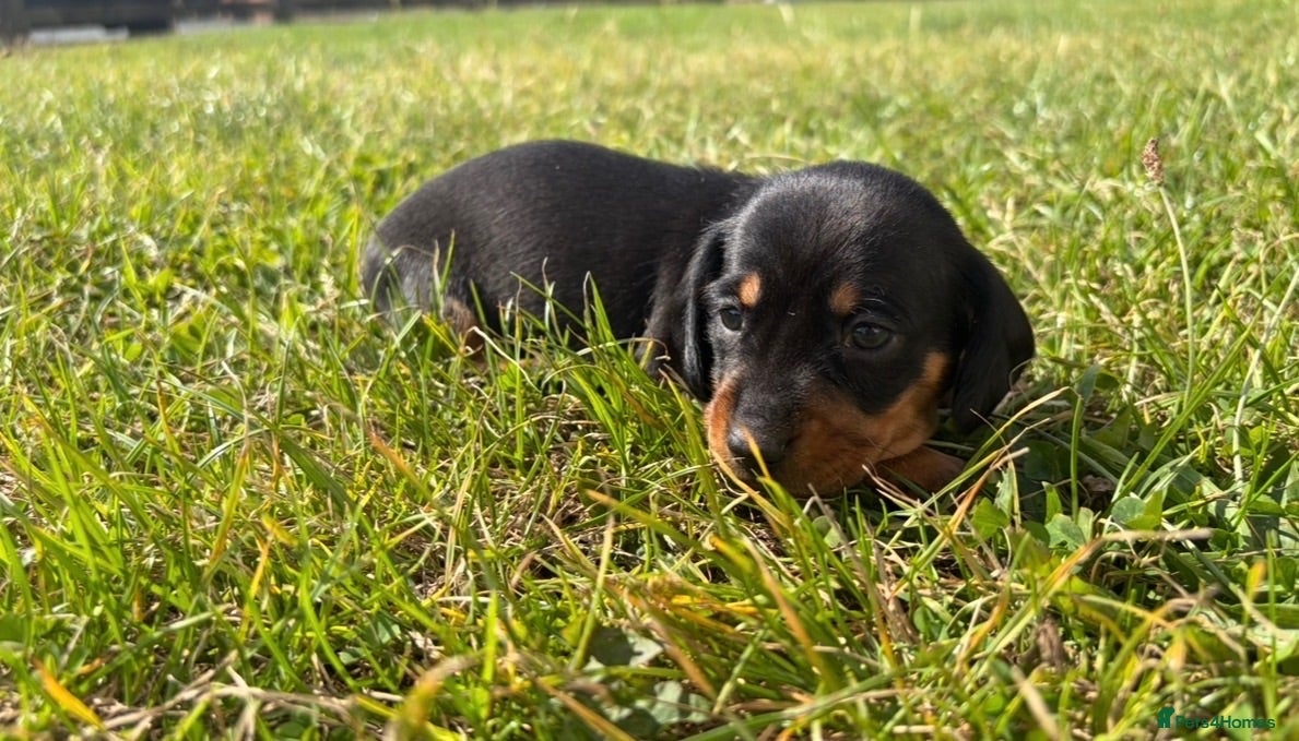 Miniature Dachshund dogs 5 stunning mini dachshunds for sale❤️🏡🥰 - Advert 2