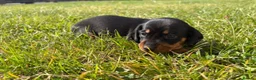 Miniature Dachshund dogs for sale: 5 stunning mini dachshunds for sale❤️🏡🥰 - Advert 2