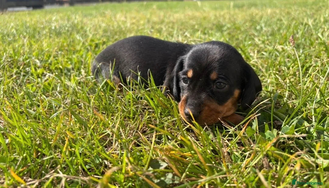 Miniature Dachshund dogs for sale: 5 stunning mini dachshunds for sale❤️🏡🥰 - Advert 2