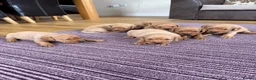 Labrador Retriever dogs for sale: Fox red Labrador puppies for sale  - Advert 1