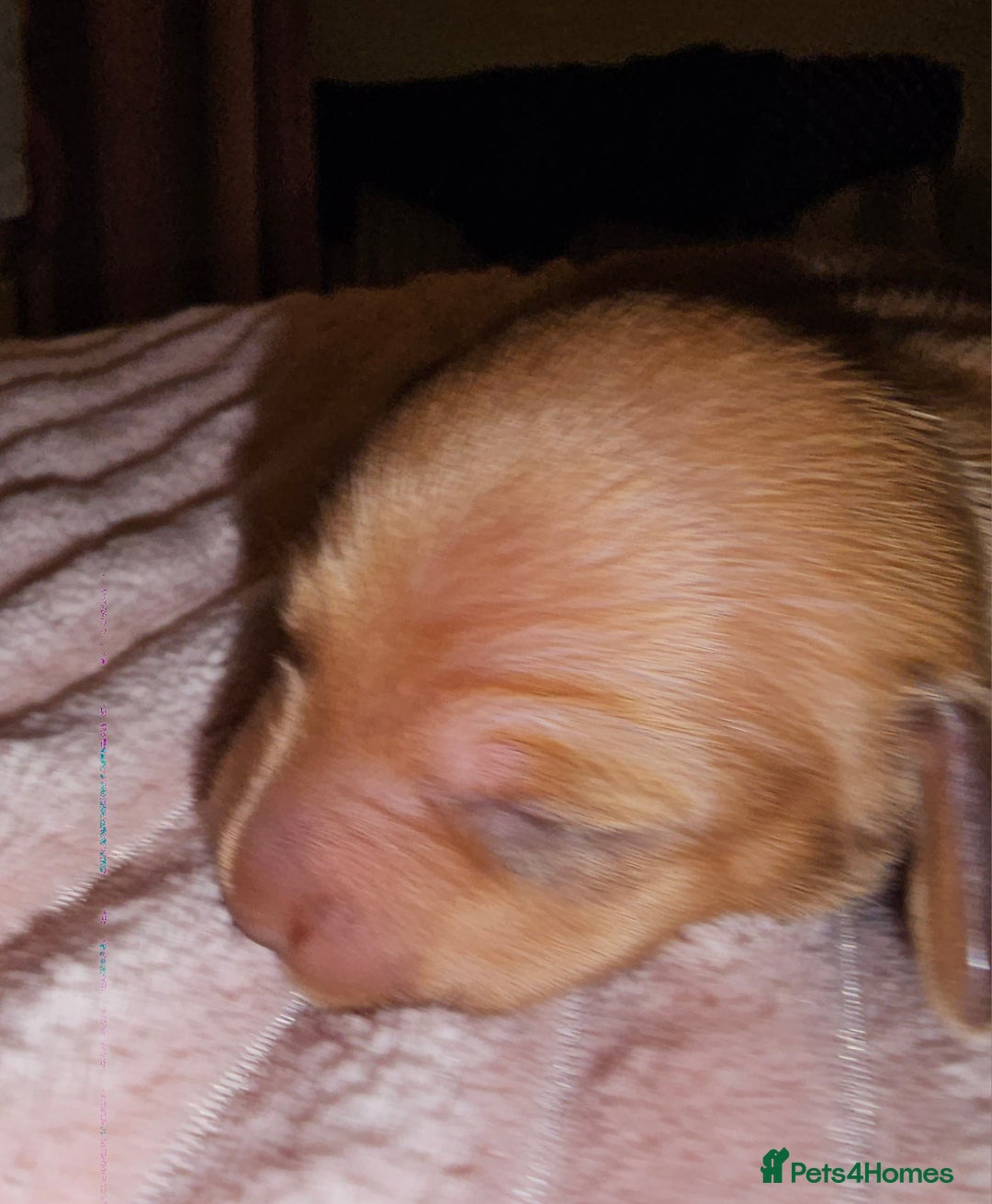 Dachshund dogs for sale: Dashound puppies - Image 10
