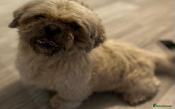 Shih Tzu dogs for sale: shih tzu - Image 8