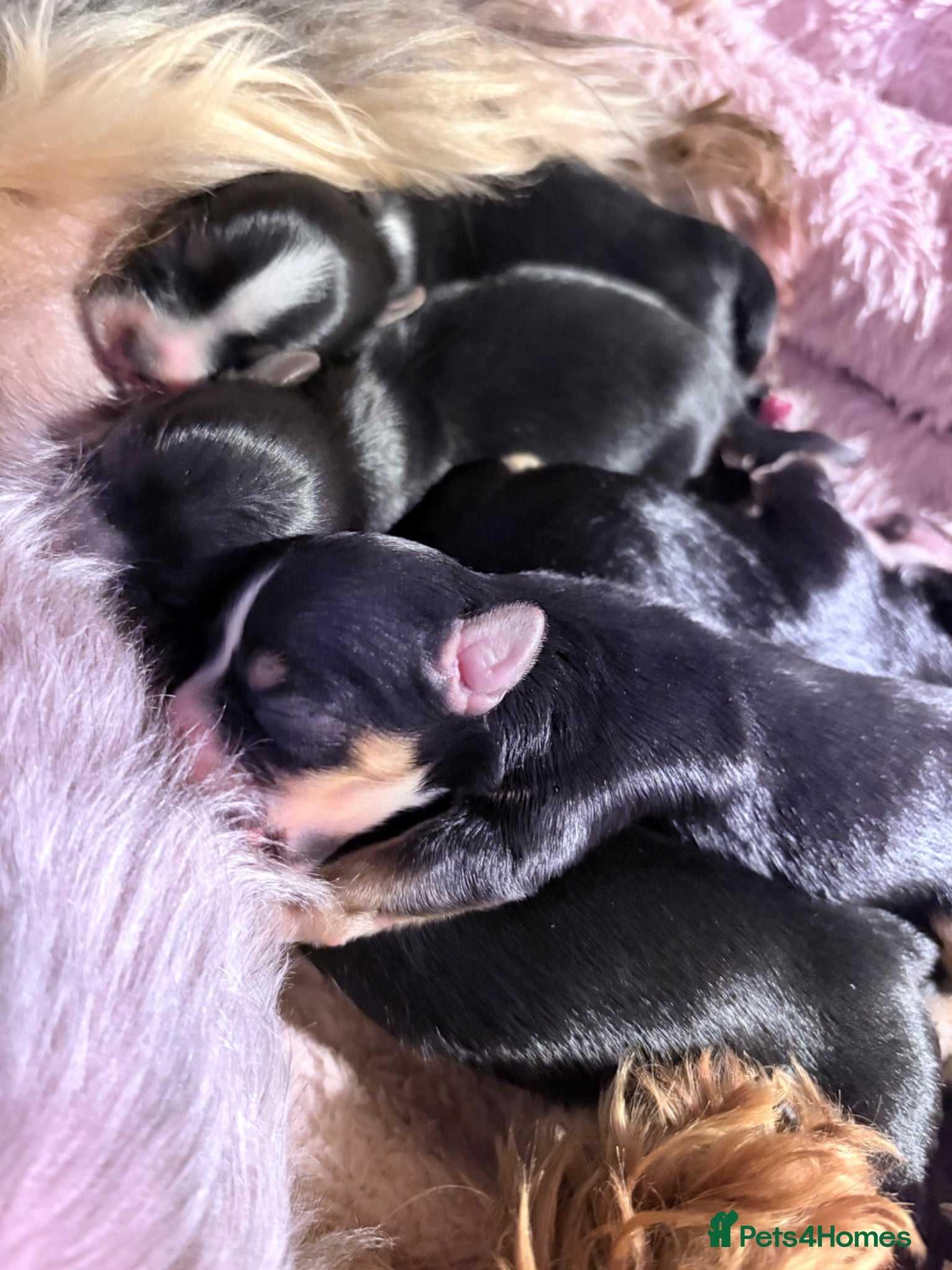 Yorkshire Terrier dogs Luxury Tiny Yorkie  Biewer puppies ✨ - Advert 3