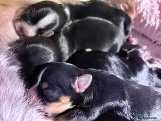 Yorkshire Terrier dogs Luxury Tiny Yorkie Biewer puppies ✨ - Advert 11