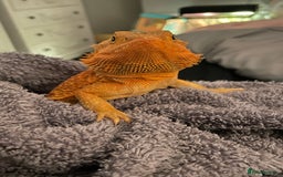 Bearded Dragon reptiles for sale: Bearded dragons for sale  - Image 7