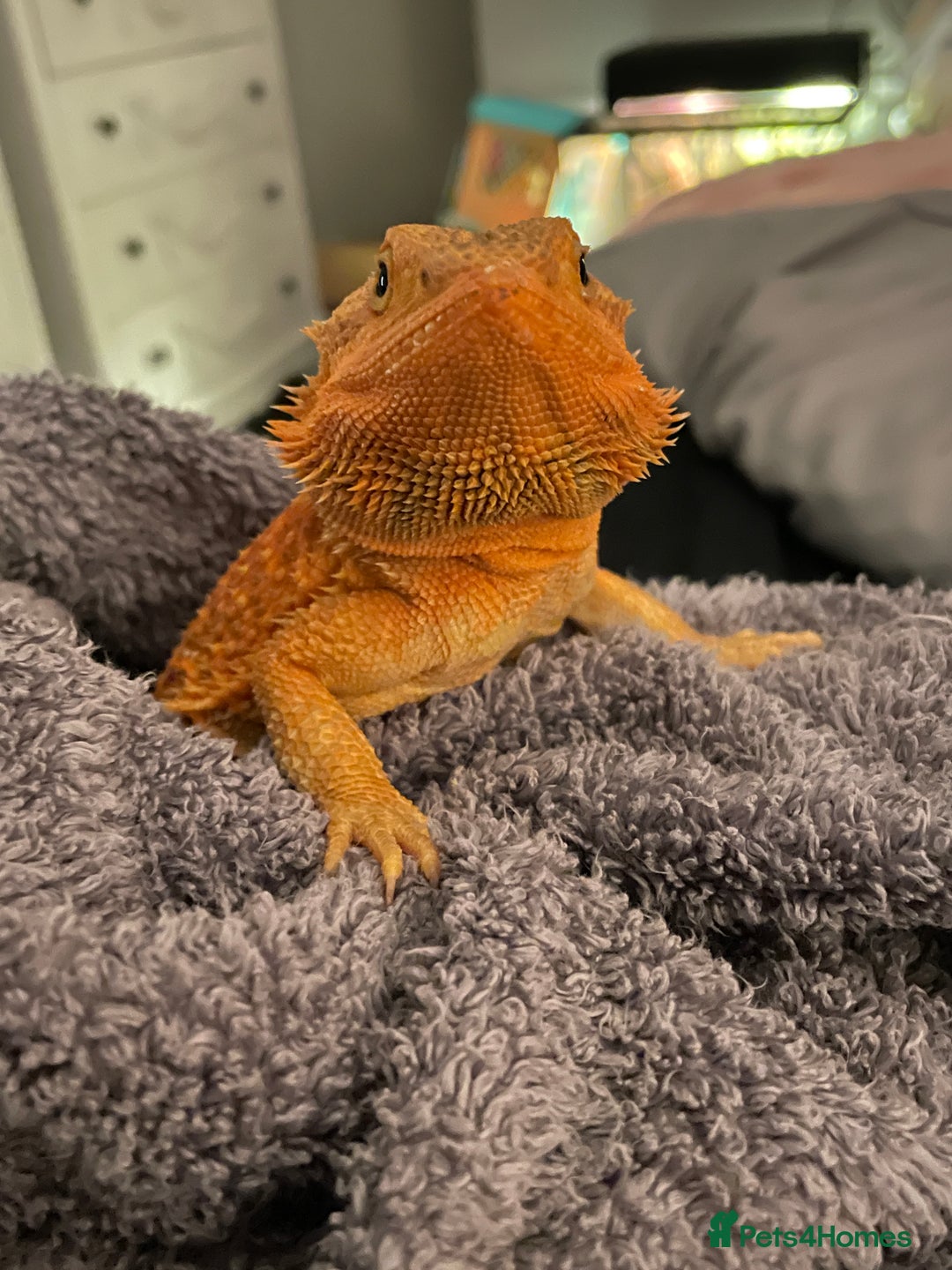 Bearded Dragon reptiles for sale: Bearded dragons for sale  - Image 7