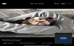 English Bulldog dogs for sale: British bulldog boy for sale - Image 1