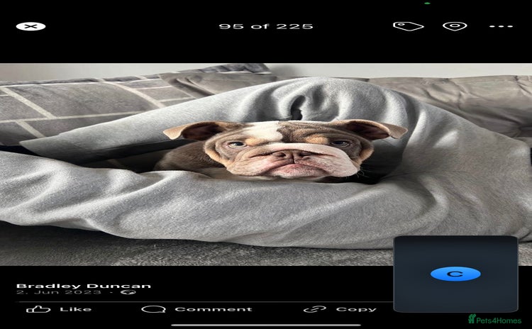 English Bulldog dogs - Advert 3