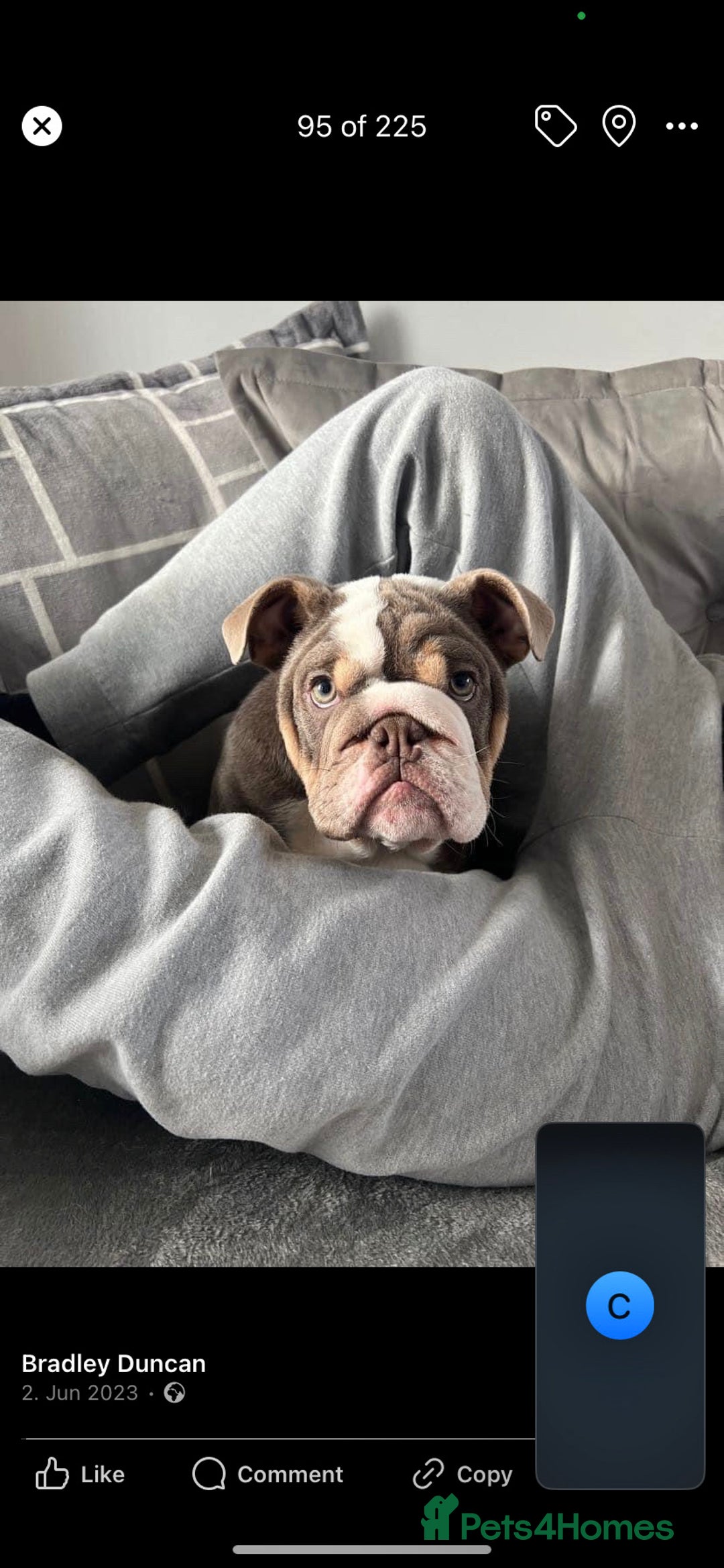 English Bulldog dogs for sale: British bulldog boy for sale - Image 1