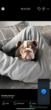 English Bulldog dogs - Advert 7