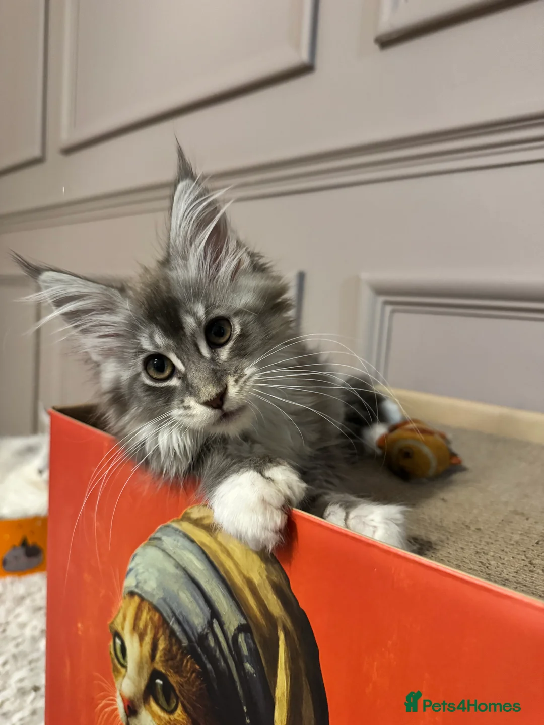 Maine Coon cats for sale: Maine coon TICA reg polydactyl DNA clear  - Advert 8