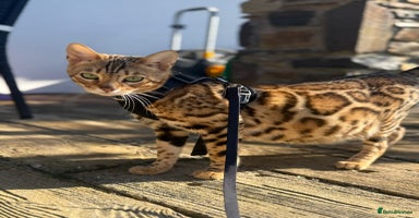 Bengal cats Stunning TICA registered pedigree Bengal kittens - Advert 2