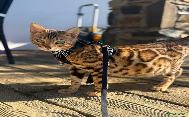 Bengal cats Stunning TICA registered pedigree Bengal kittens - Advert 1