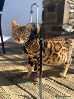 Bengal cats Stunning TICA registered pedigree Bengal kittens - Advert 3