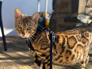 Bengal cats Stunning TICA registered pedigree Bengal kittens - Advert 6