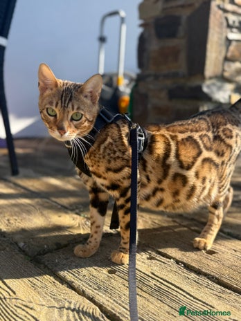 Bengal cats Stunning TICA registered pedigree Bengal kittens - Advert 1