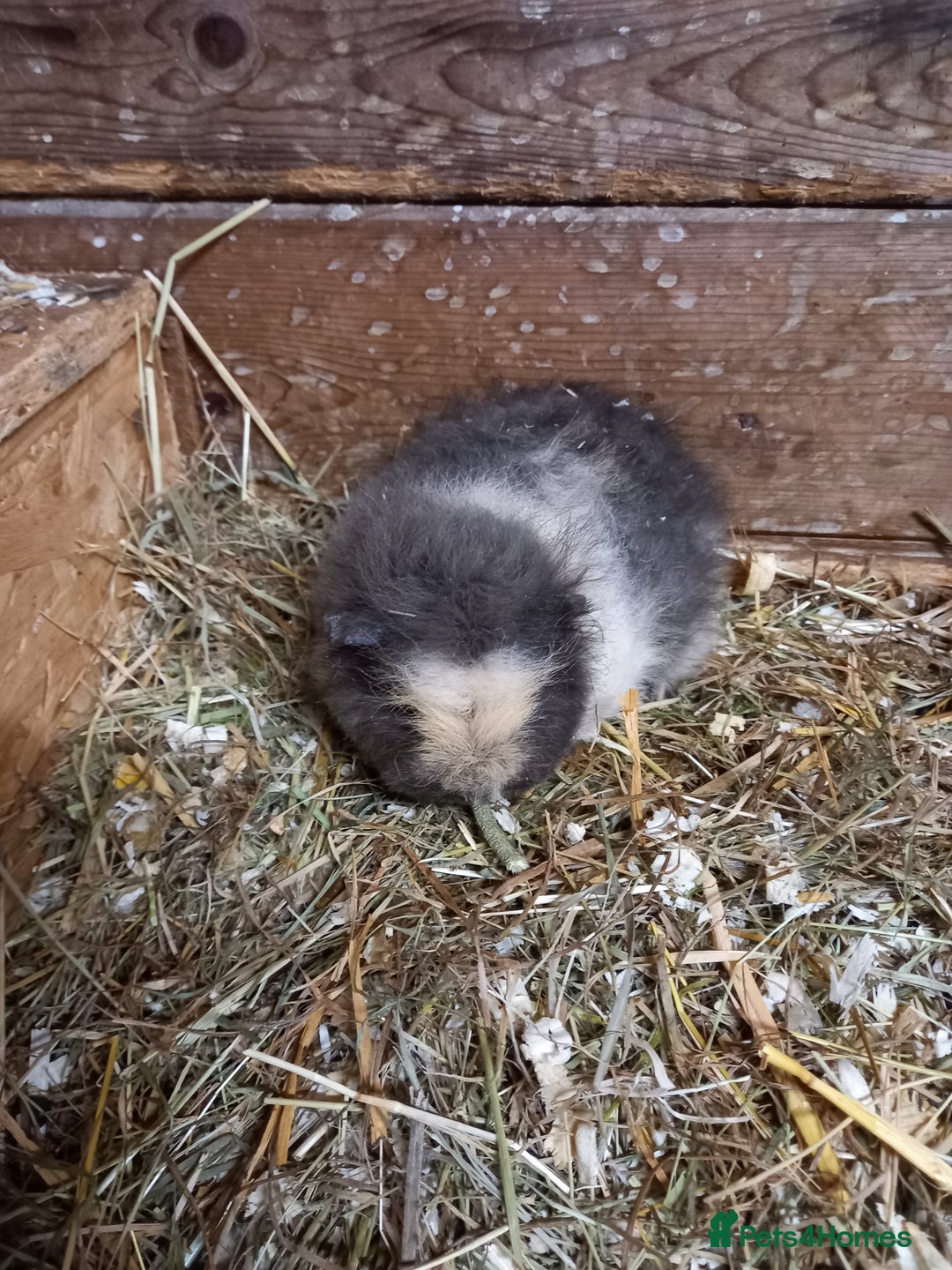 Guinea Pig rodents for sale: Swiss baby guinea-pigs  - Advert 16