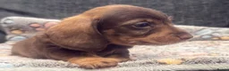 Miniature Dachshund dogs for sale: Wire haired puppies! Boys and girls - Advert 17