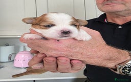 Lhasa Apso dogs for sale: Beautiful Lhasa Apso Puppies - Image 11