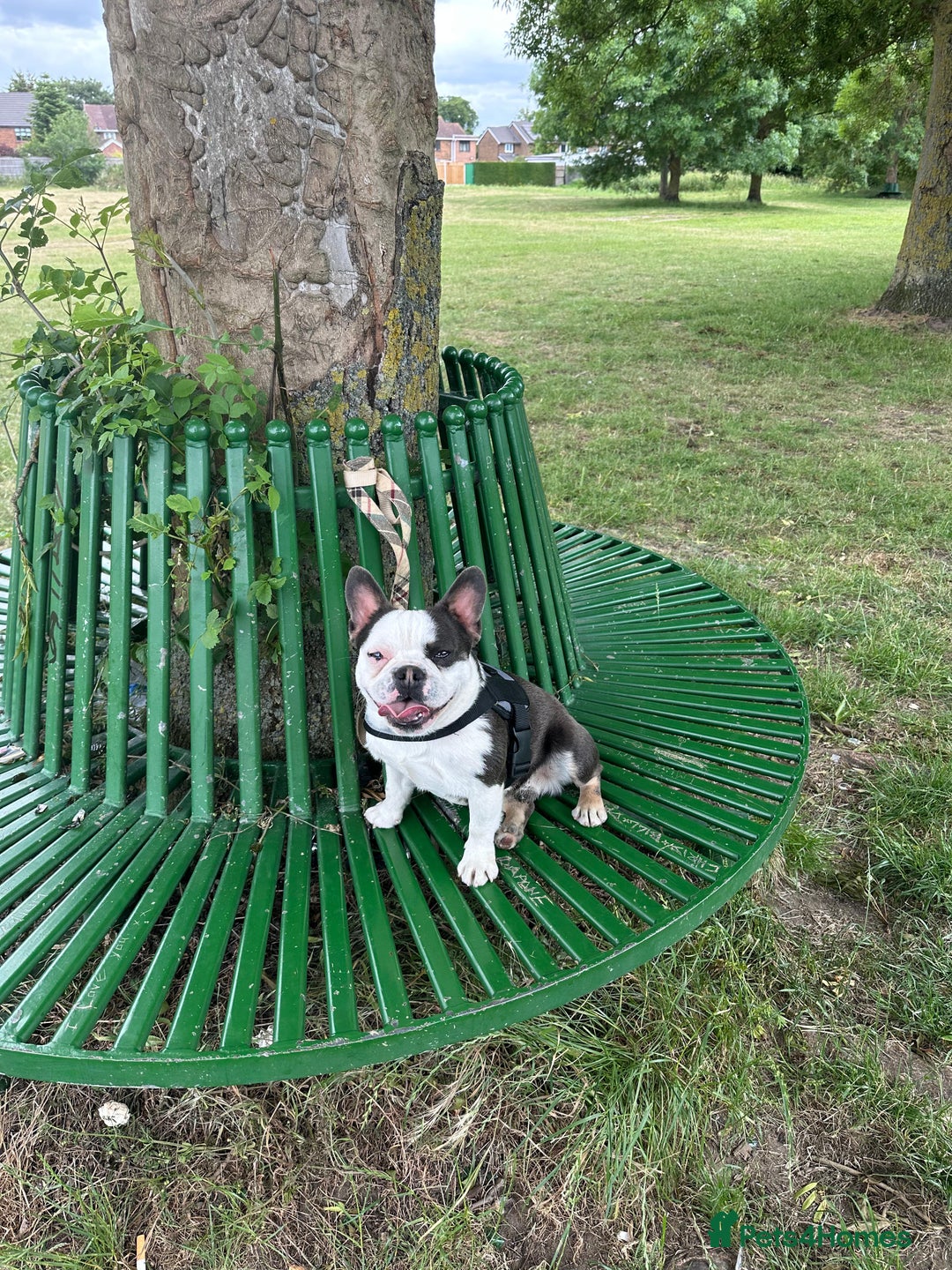 French Bulldog dogs for sale: Luxury Female full fluffy panda husky  - Advert 5