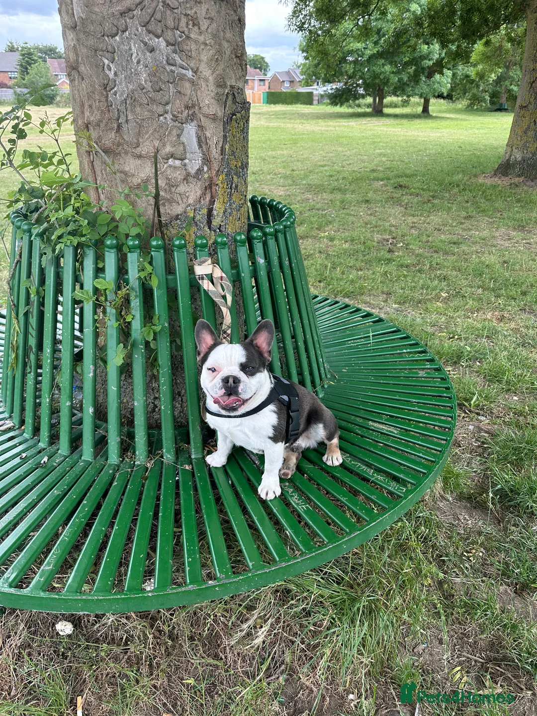 French Bulldog dogs for sale: Luxury Female full fluffy panda husky  - Advert 6