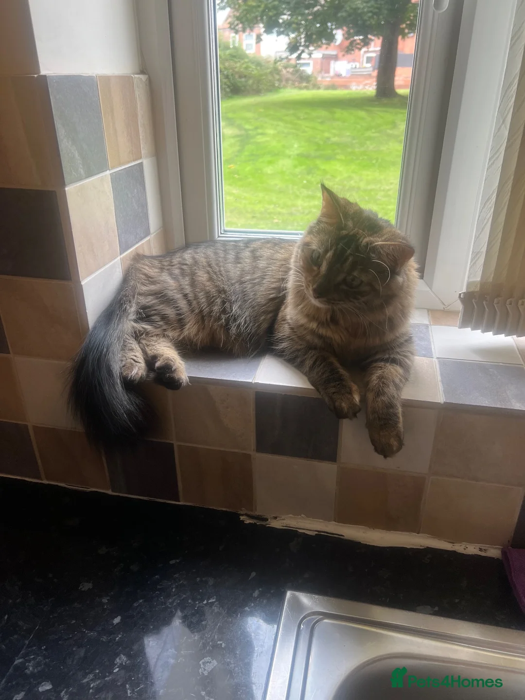 Bengal cats for sale: Beautiful, affectionate lap cat in Rotherham - Advert 4