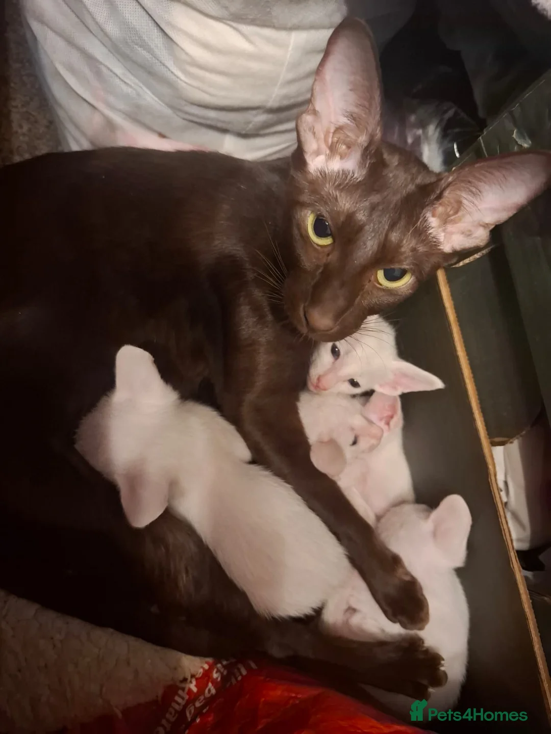 Oriental cats for sale: Adorable oriental kittens for sale - Advert 1