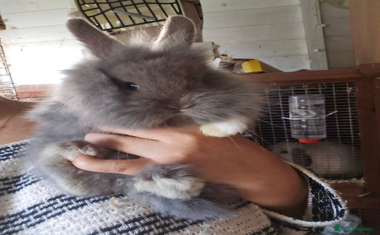 Lionhead rabbits 5 Beautiful Lion Head Babies - Advert 1