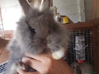 Lionhead rabbits 5 Beautiful Lion Head Babies - Advert 1