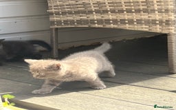 British Shorthair cats for sale: 3 British shorthair kittens  - Image 9