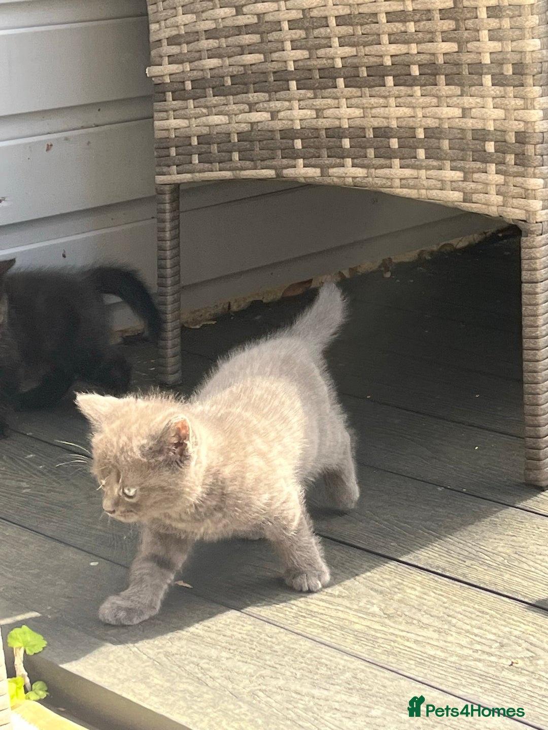 British Shorthair cats for sale: 3 British shorthair kittens  - Image 9