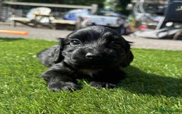 Cocker Spaniel dogs for sale: cocker spaniel show puppies - Image 6
