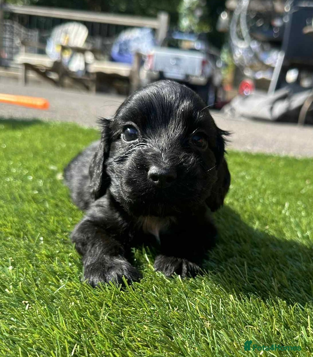 Cocker Spaniel dogs for sale: cocker spaniel show puppies - Image 6