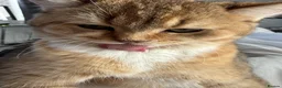 British Shorthair cats for sale: Beautiful British short-hair for sale in London - Advert 5