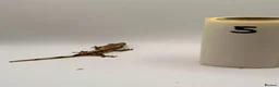 Gecko reptiles for sale: Crested and chahouas geckos - Advert 24