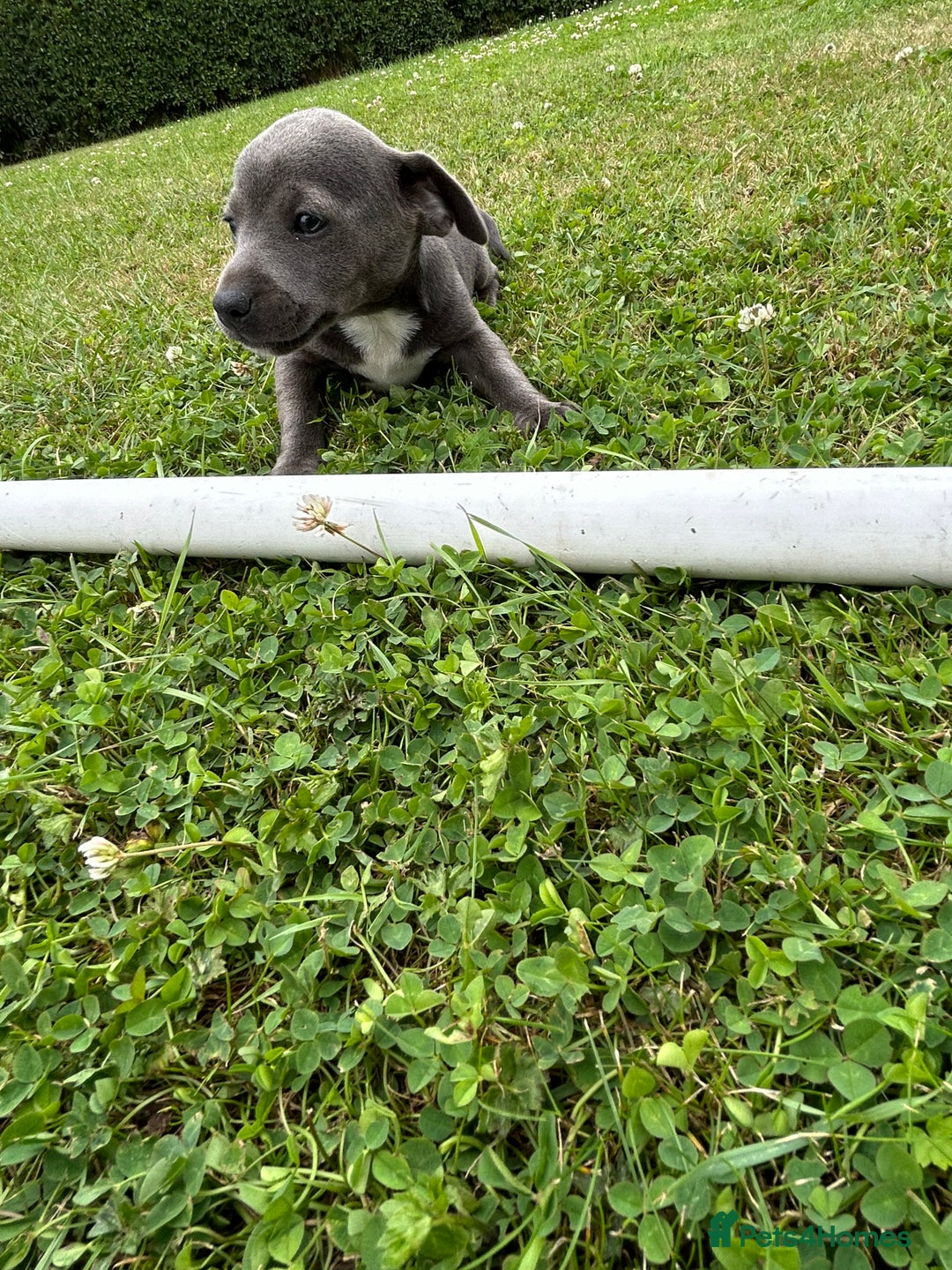 Jack Russell dogs for sale: Jack Russell, stunning litter,  in Doncaster - Image 23