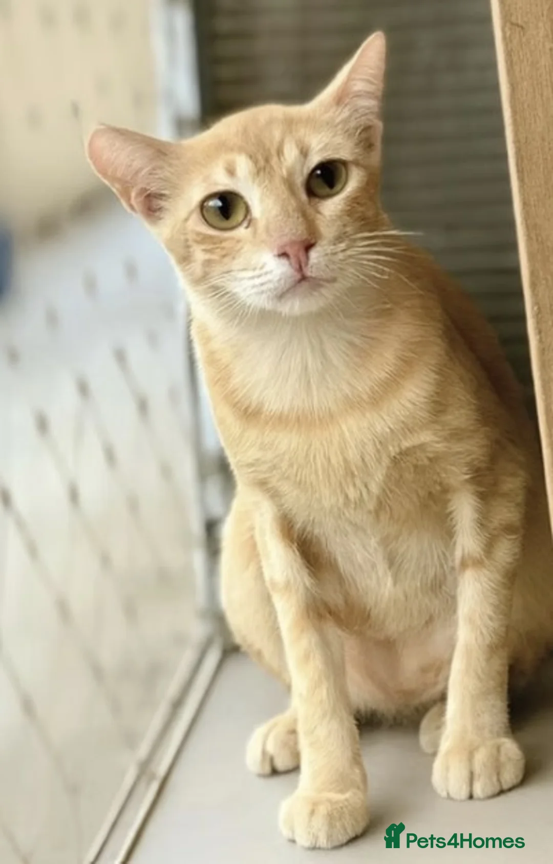 Mixed Breed cats for adoption: Female Ginger Cat for Indoor Adoption - Advert 1