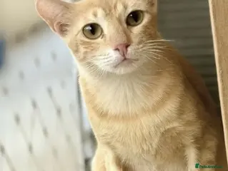 Mixed Breed cats Female Ginger Cat for Indoor Adoption - Advert 1