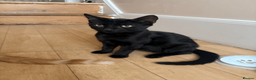 Domestic Shorthair cats for sale: Ash & Cody  - Advert 17