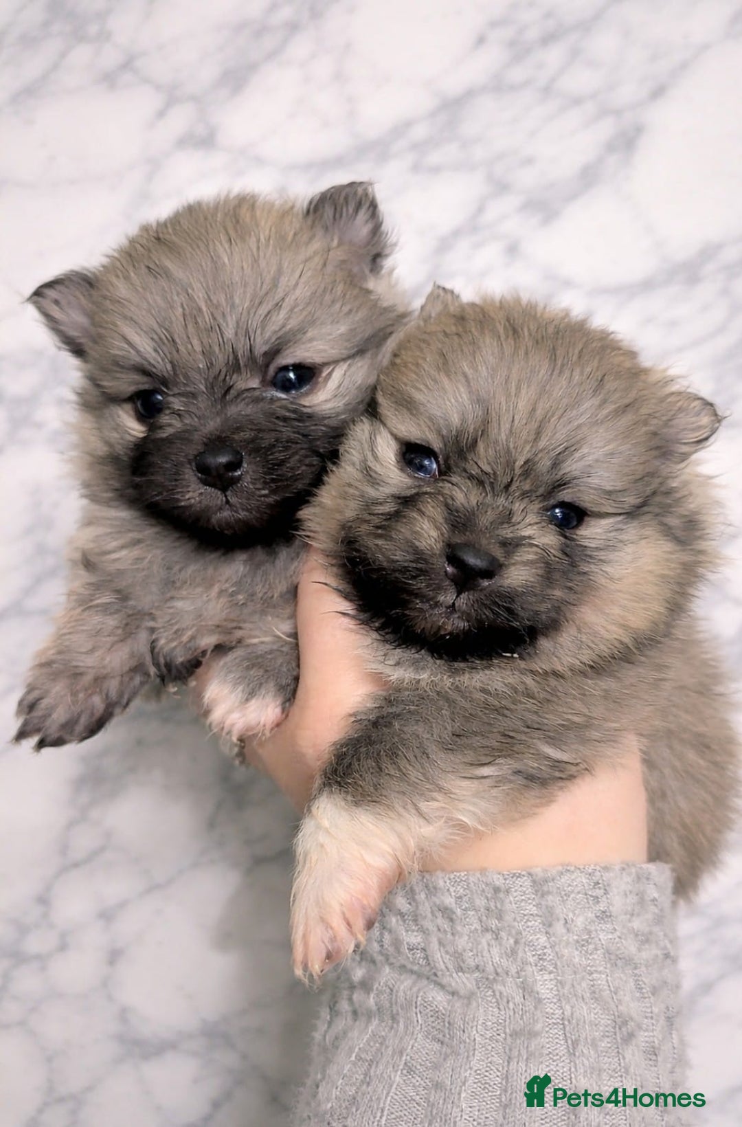 Pomeranian dogs for sale: Stunning fluffy balls  - Advert 2