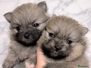 Pomeranian dogs Stunning fluffy balls - Advert 12