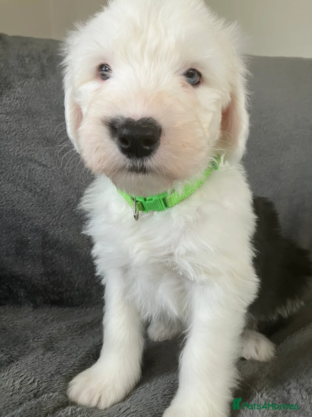 Old English Sheepdog dogs for sale: HEALTH TESTED OLD ENGLISH SHEEPDOG PUPPIES  - Advert 5