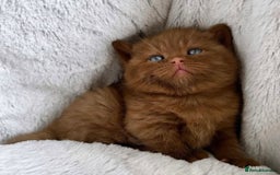 British Shorthair cats for sale: 🏆 GCCF Active Cinnamon Bicolour Stud For Sale🏆 - Image 5