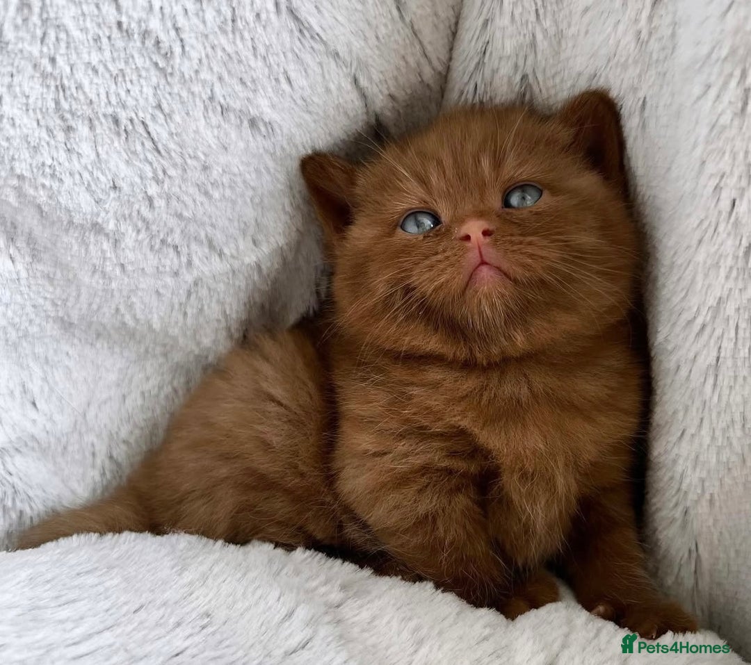 British Shorthair cats for sale: 🏆 GCCF Active Cinnamon Bicolour Stud For Sale🏆 - Image 5