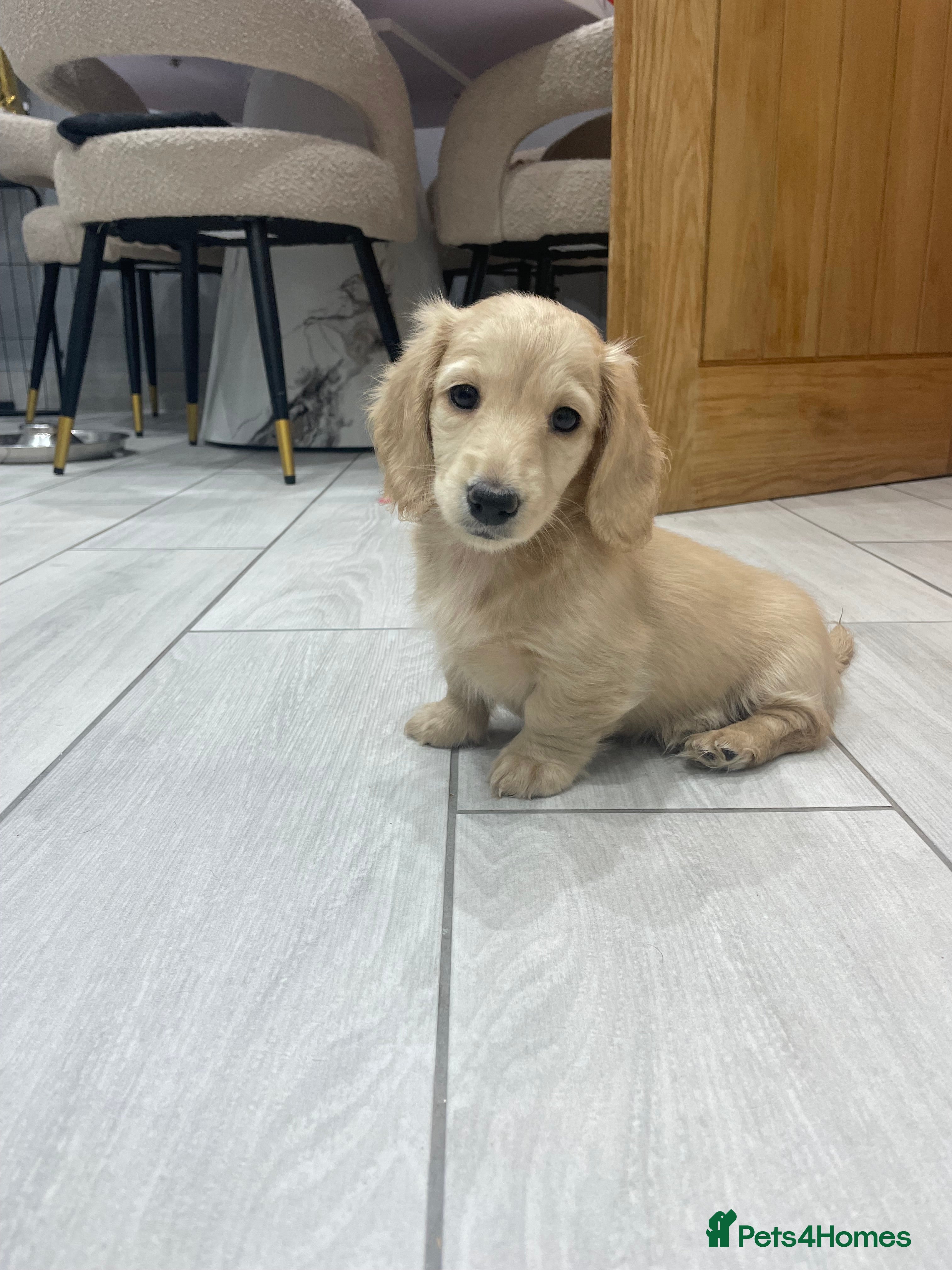 Miniature Dachshund dogs English cream longhair miniature daschound  - Advert 18