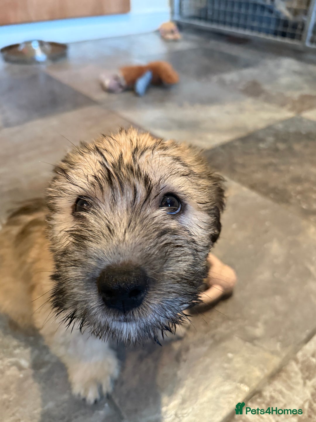 Glen of Imaal Terrier dogs for sale: Glen of Imaal terrier puppies - Advert 33