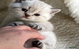 British Shorthair cats for sale: Beautiful white/creme British shorthair kittens - Image 6