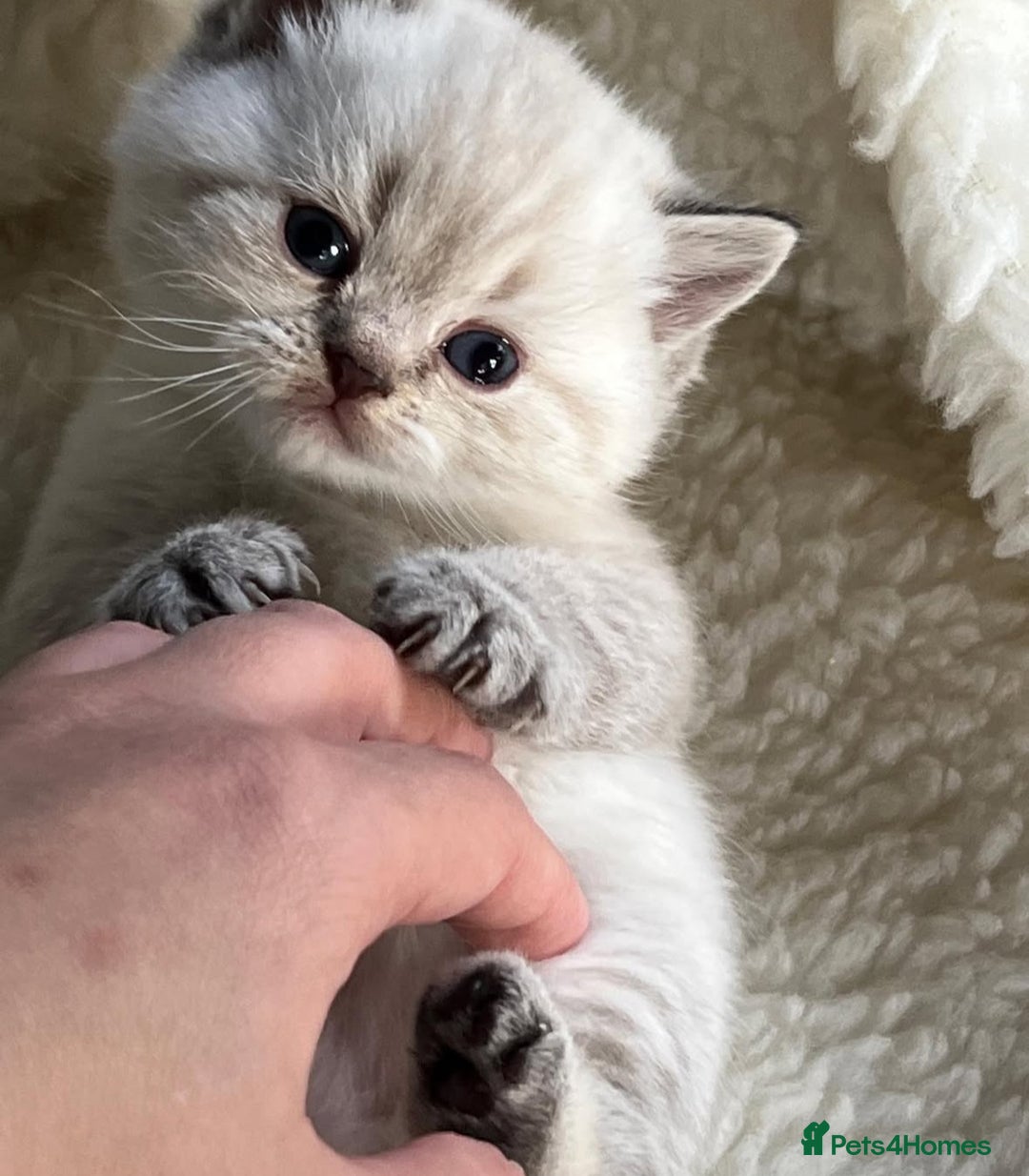 British Shorthair cats for sale: Beautiful white/creme British shorthair kittens - Image 6