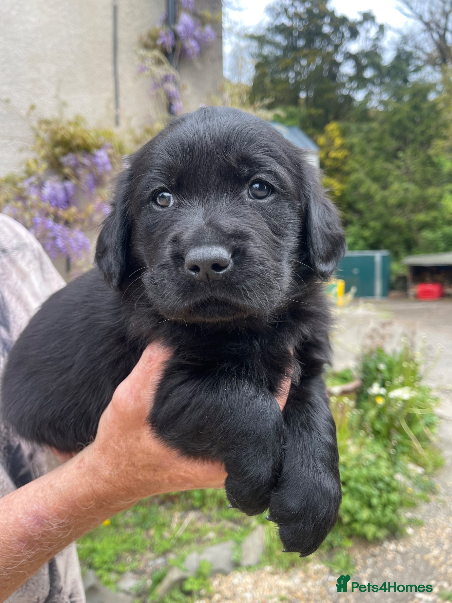 Goldador dogs 2 stunning goldador puppies available ❤️ - Advert 2