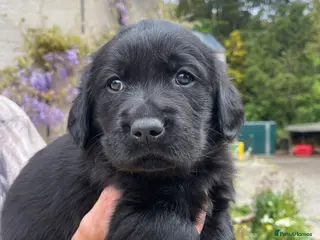 Goldador dogs 2 stunning goldador puppies available ❤️ - Advert 8
